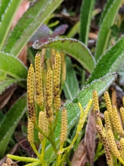 Diphasiastrum thyoides