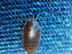 Porcellio dispar