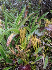 Diphasiastrum thyoides