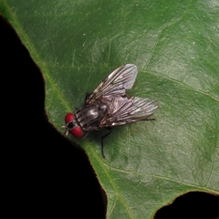 Muscidae