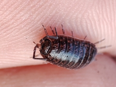 Porcellio dispar
