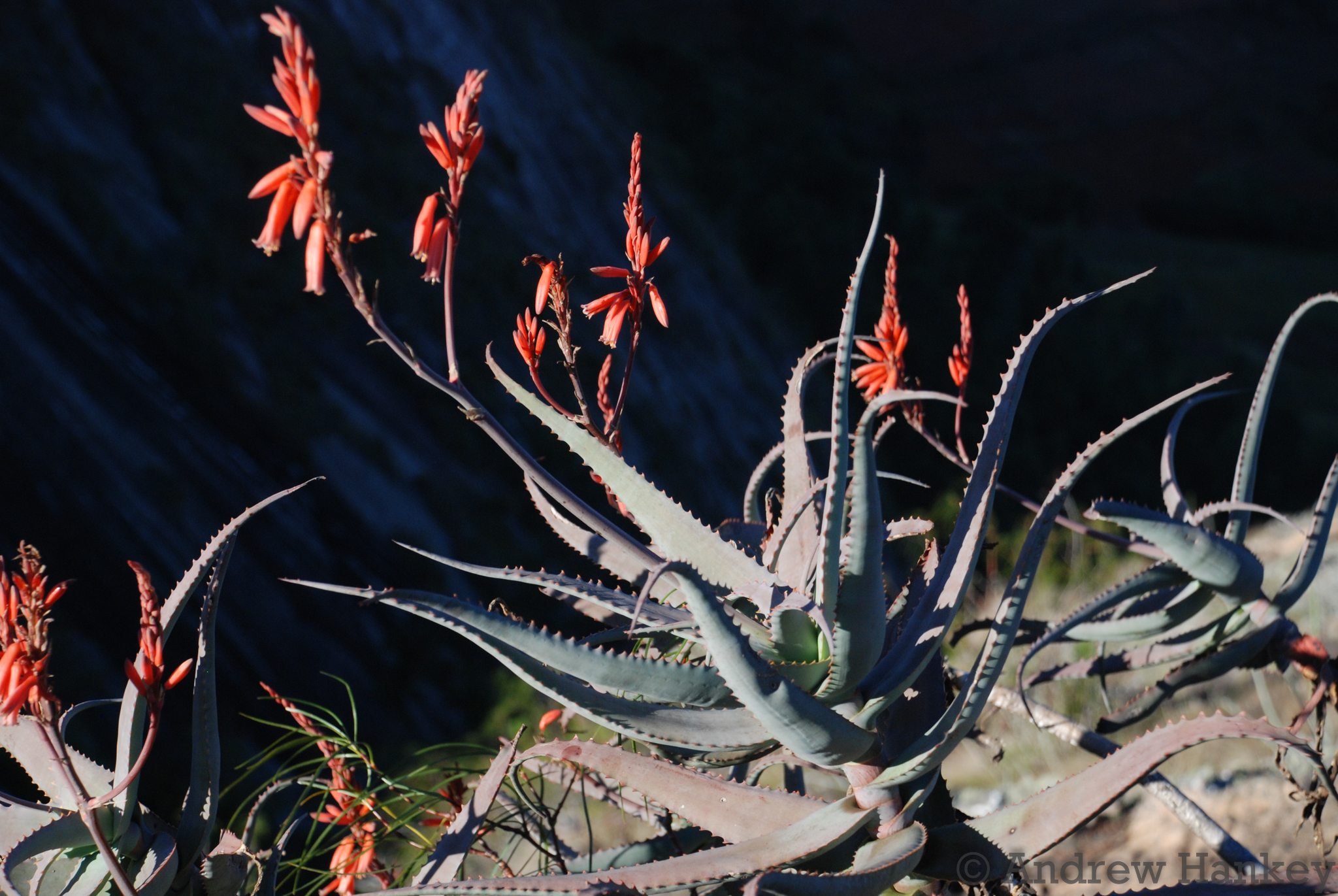 Aloe divaricata