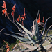 Aloe divaricata - Photo (c) Andrew Hankey, some rights reserved (CC BY-SA), uploaded by Andrew Hankey
