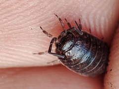 Porcellio dispar