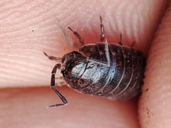 Porcellio dispar