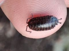 Porcellio dispar