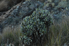 Kalanchoe integrifolia
