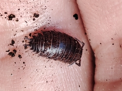 Porcellio dispar