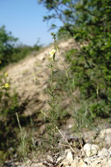 Verbascum orientale