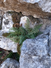 Asplenium fontanum fontanum