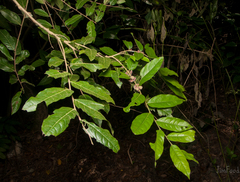 Glochidion philippicum