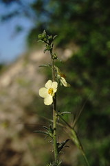 Verbascum orientale