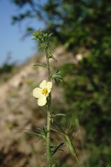 Verbascum orientale