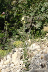 Verbascum orientale