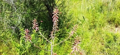Aloe transvaalensis