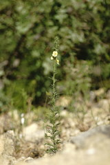 Verbascum orientale