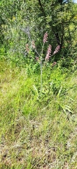 Aloe transvaalensis
