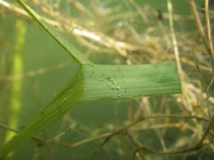 Triturus carnifex