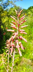 Aloe transvaalensis