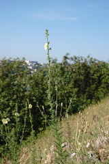 Verbascum orientale