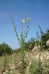 Verbascum orientale