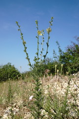 Verbascum orientale