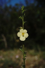Verbascum orientale
