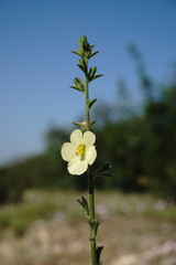 Verbascum orientale