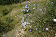 Linum squamulosum