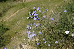 Linum squamulosum