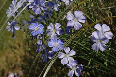 Linum squamulosum