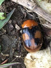 Cyclocephala gregaria