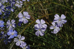 Linum squamulosum