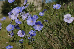 Linum squamulosum