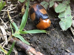 Cyclocephala gregaria