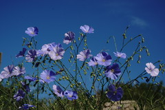 Linum squamulosum