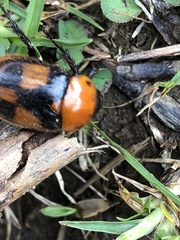 Cyclocephala gregaria