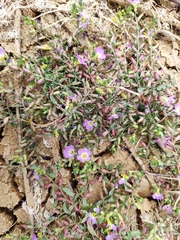 Lythrum flexuosum
