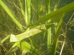 Triturus carnifex