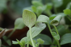 Peronospora alsinearum