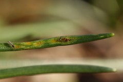 Puccinia liliacearum
