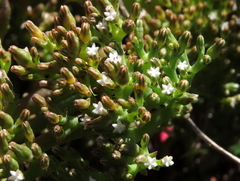 Thesium frisea
