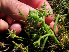 Thesium frisea