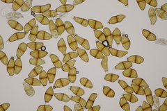 Puccinia liliacearum