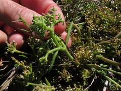 Thesium frisea