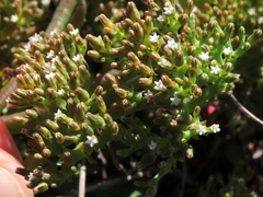 Thesium frisea