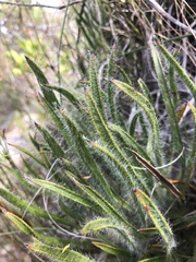 Protea denticulata