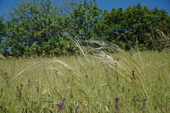 Stipa pontica