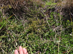 Thesium frisea