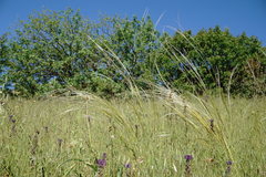 Stipa pontica